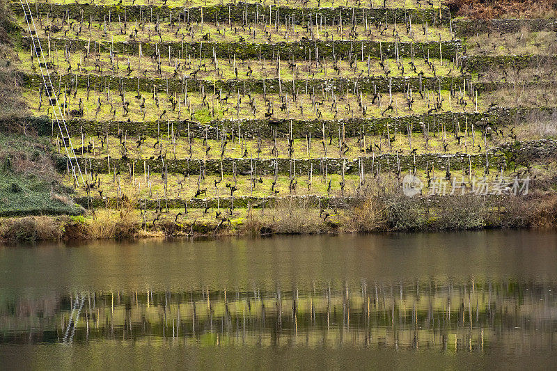 葡萄园在梯田反映，Ribeira Sacra，加利西亚，西班牙。